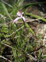 Caladenia hirta rosea