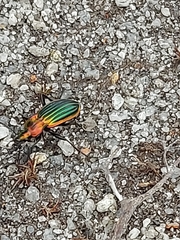 Carabus lineatus