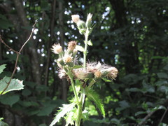 Cirsium × hybridum