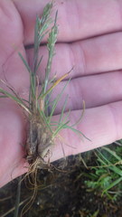 Poa bulbosa bulbosa