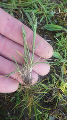 Poa bulbosa bulbosa