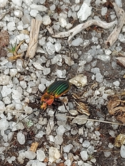 Carabus lineatus
