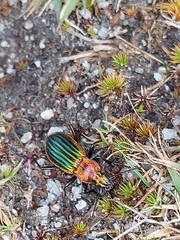 Carabus lineatus