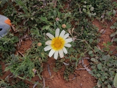 Glebionis coronaria