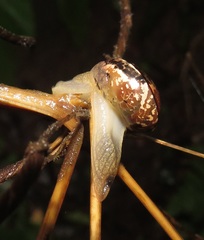 Sheldonia