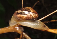 Sheldonia