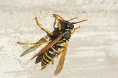 Polistes dominula