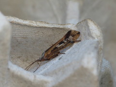 Limnephilus binotatus