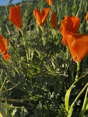 Eschscholzia californica