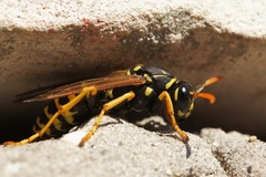 Polistes dominula