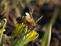Apis mellifera