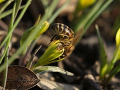 Apis mellifera