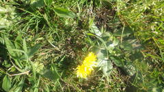 Taraxacum lacistophyllum