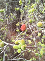 Drosanthemum globosum