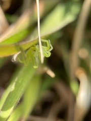 Micrommata virescens
