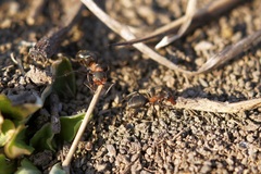 Formica pratensis