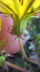 Taraxacum lacistophyllum