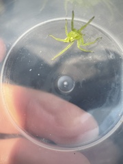 Micrommata virescens