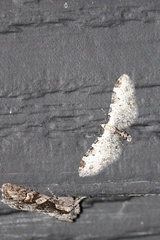 Eupithecia ravocostaliata