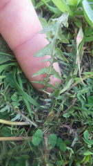 Taraxacum lacistophyllum