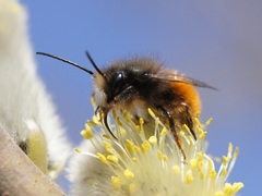 Osmia cornuta