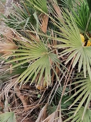 Chamaerops humilis