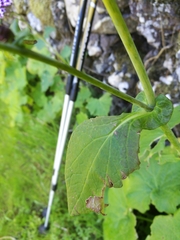 Pericallis papyracea image