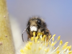 Osmia cornuta