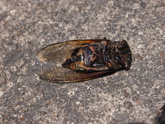 Cryptotympana mandarina