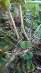 Taraxacum lacistophyllum