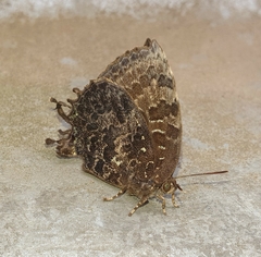 Thaduka multicaudata