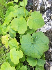 Pericallis papyracea image