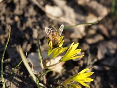 Apis mellifera