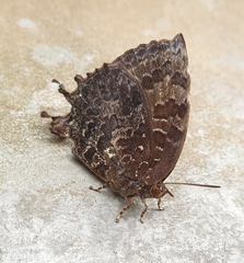 Thaduka multicaudata