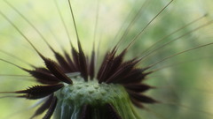 Taraxacum lacistophyllum