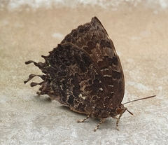 Thaduka multicaudata