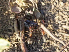 Formica pratensis