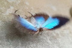 Thaduka multicaudata