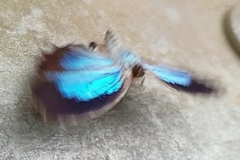 Thaduka multicaudata