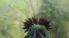 Taraxacum lacistophyllum