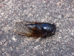 Cryptotympana mandarina