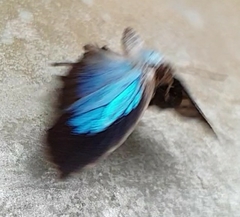 Thaduka multicaudata