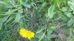 Taraxacum lacistophyllum