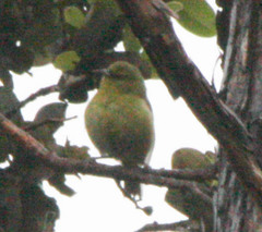 Chlorodrepanis virens