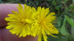 Taraxacum lacistophyllum
