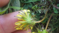Taraxacum lacistophyllum