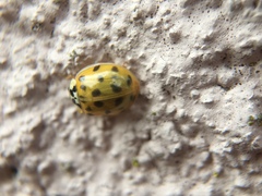 Harmonia axyridis