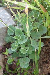 Oxalis imbricata violacea