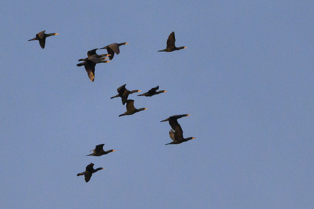 Doublecrested Cormorant from Montgomery, Maryland, United States on