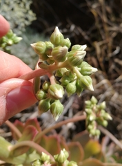 Aeonium davidbramwellii image